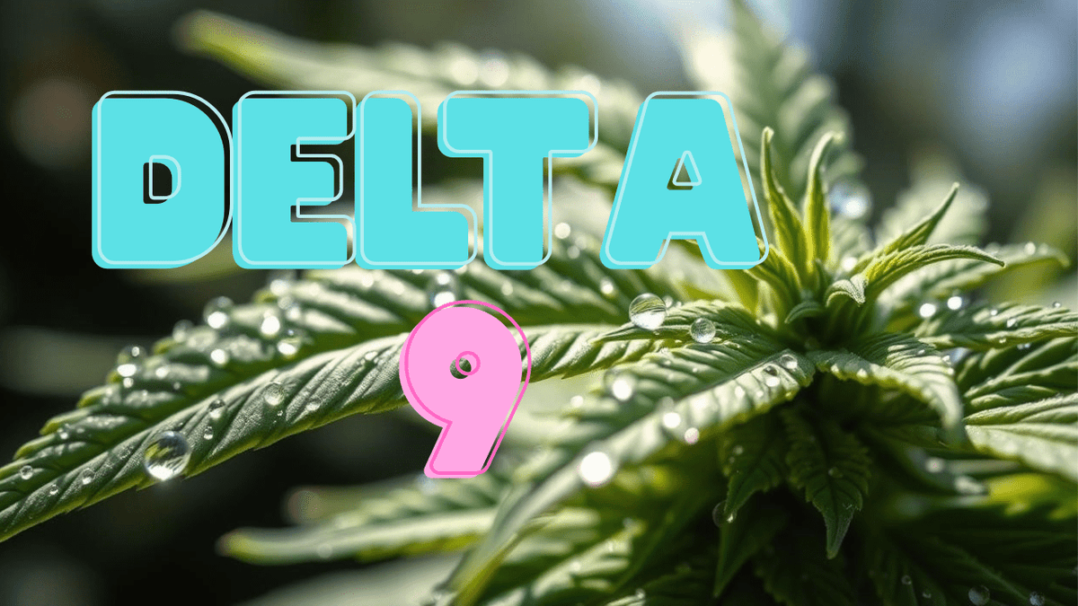 delta 9 THC: The Essential Guide to Cannabis's Main Event - Tree Spirit Wellness 