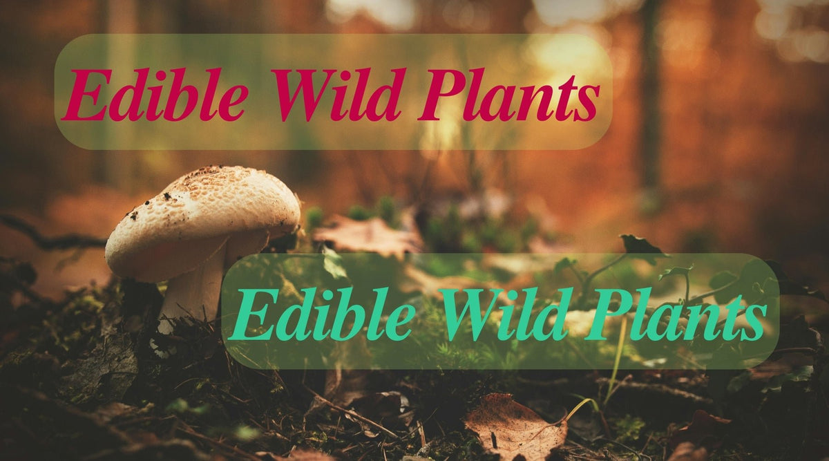 Edible Wild Plants: Nature's Hidden Treasures - Forage Your Feast - Tree Spirit Wellness 