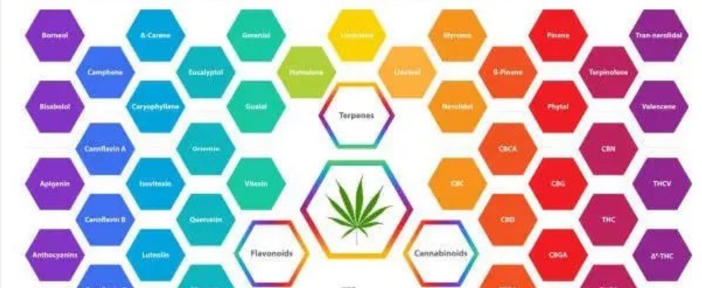 Exploring Alternative Psychoactive Cannabinoid: Understanding the Differences, Uses, and Effects - Tree Spirit Wellness 