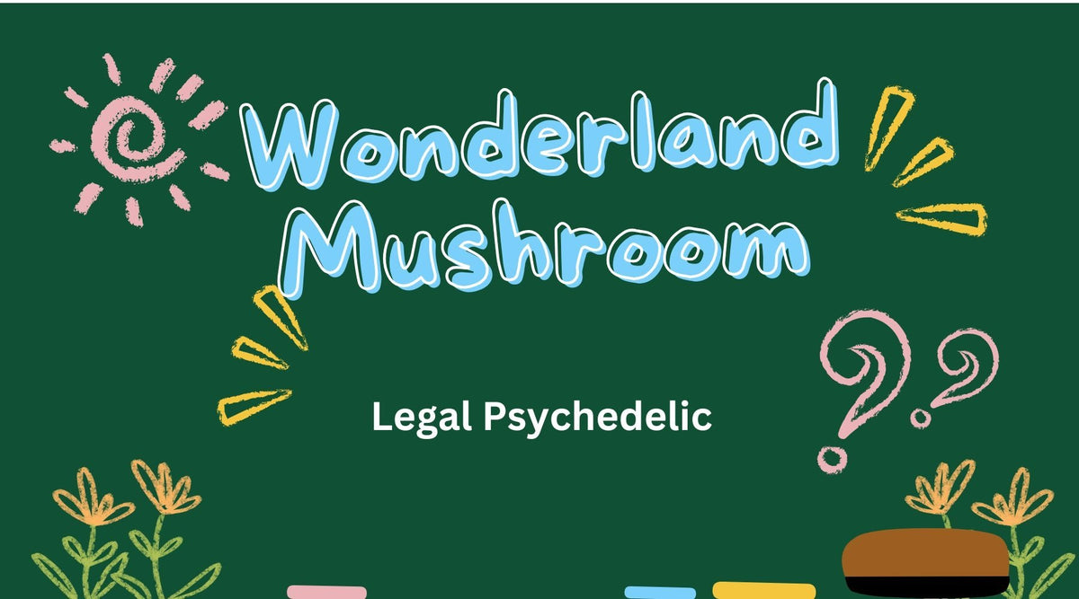 Fungi for the Future: How Medicinal Mushrooms Can Benefit Your Wholesale Business - Tree Spirit Wellness 