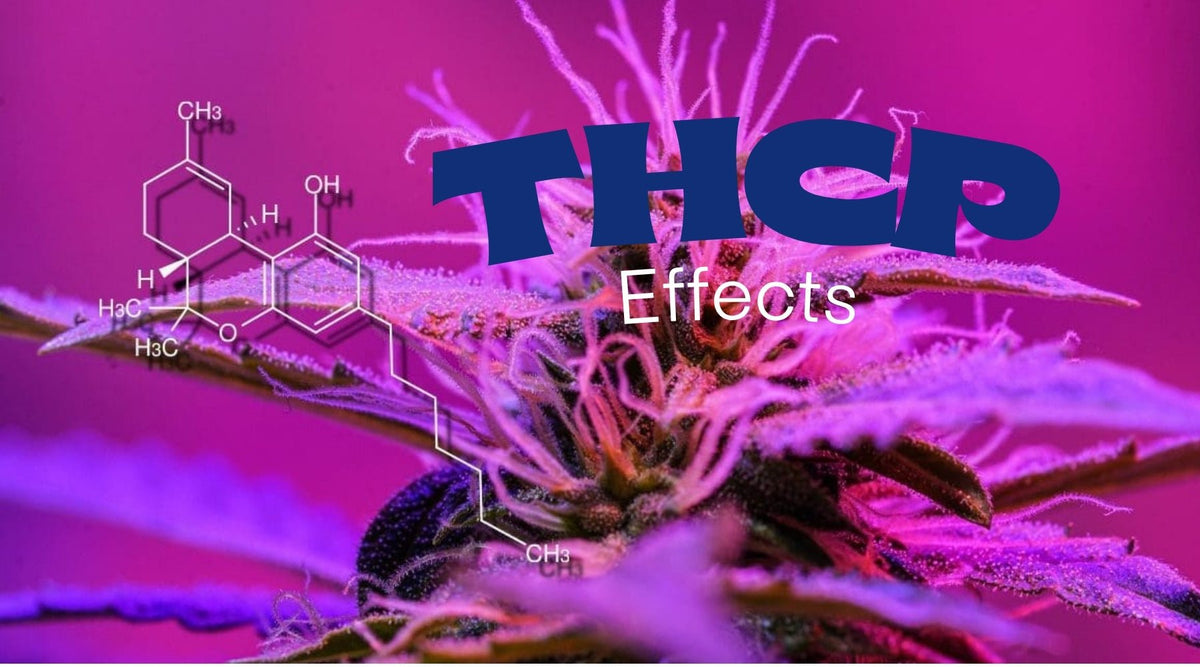 THCP Effects Explained: The Strongest Cannabinoid You’ve Never Heard Of - Tree Spirit Wellness 