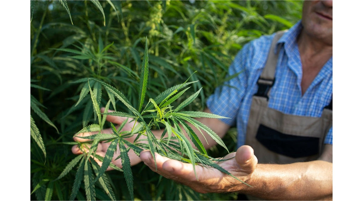Unveiling the Potential of THC-A with Jolly Green Oil - Tree Spirit Wellness 