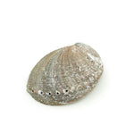 Prabhuji Burner - Abalone shell - Large 5"-6.5"  - Mystic Journey Path