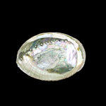 Prabhuji Burner - Abalone shell - Large 5"-6.5"  - Mystic Journey Path