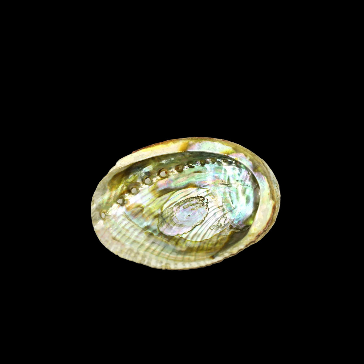 Prabhuji Burner - Abalone Shell - Medium 3.75"-5"  - Mystic Journey Path
