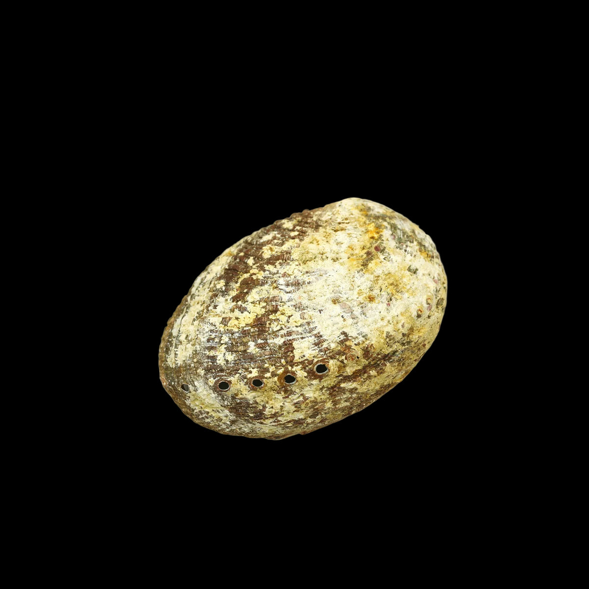 Prabhuji Burner - Abalone Shell - Medium 3.75"-5"  - Mystic Journey Path
