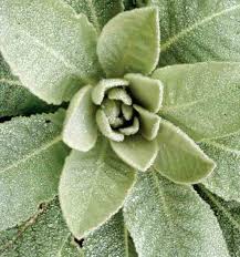 Organic Mullein - Organic Smokable Herbs - Mystic Journey Path